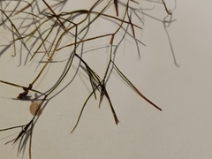 Potamogeton trichoides