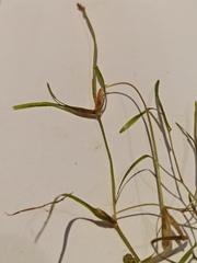 Potamogeton trichoides