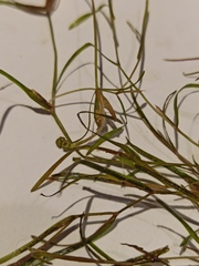 Potamogeton trichoides