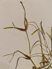Potamogeton trichoides