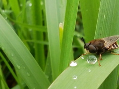 Stratiomys longicornis