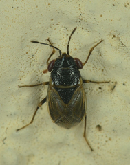Geocoris megacephalus
