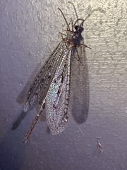 Brachynemurus nebulosus