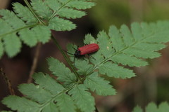 Pyropterus nigroruber