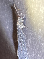 Brachynemurus nebulosus
