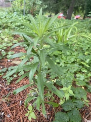 Erigeron canadensis