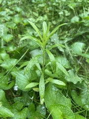 Erigeron canadensis
