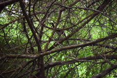 Ortalis erythroptera