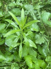 Erigeron canadensis
