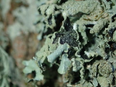 Parmelia submontana