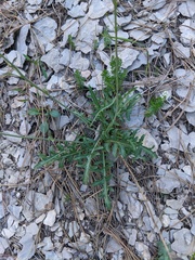Brassica elongata pinnatifida