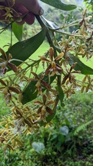 Epidendrum exasperatum