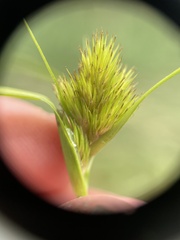 Carex sychnocephala