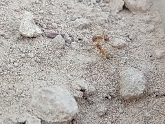 Myrmecocystus testaceus