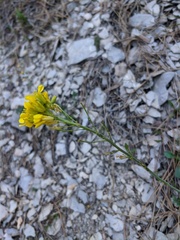 Brassica elongata pinnatifida
