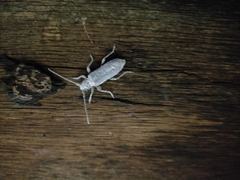 Trichoferus holosericeus