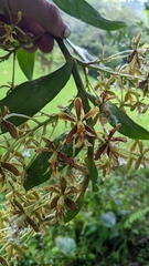 Epidendrum exasperatum