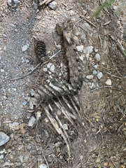 Equus caballus