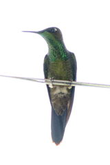 Heliodoxa leadbeateri