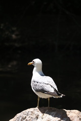 Larus californicus