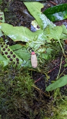 Chauliognathus faustus