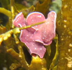 Lithophyllum carpophylli