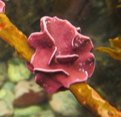 Lithophyllum carpophylli