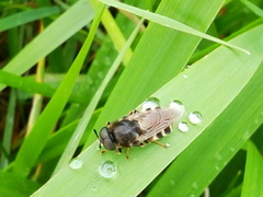 Stratiomys longicornis