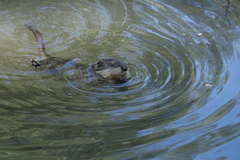 Ondatra zibethicus