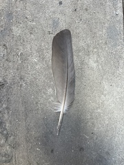 Columba livia domestica