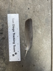 Columba livia domestica