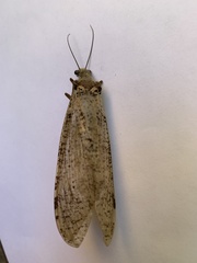 Dysmicohermes ingens