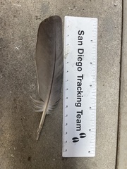 Columba livia domestica