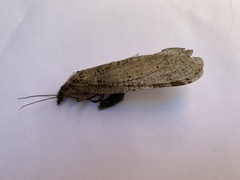 Dysmicohermes ingens