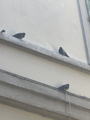 Columba livia domestica