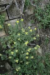 Hyoscyamus