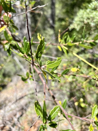Image of Ceanothus parryi by (c) Roger Raiche, some rights reserved (CC BY)