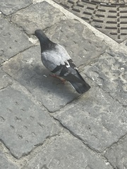 Columba livia domestica