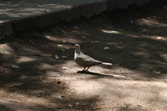Streptopelia decaocto