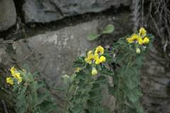 Hyoscyamus