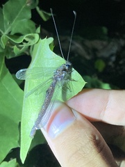 Ululodes quadripunctatus