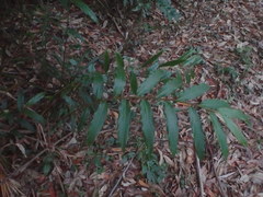 Alpinia arundelliana