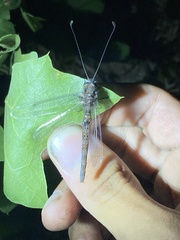 Ululodes quadripunctatus