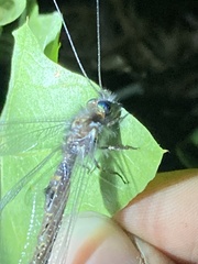 Ululodes quadripunctatus