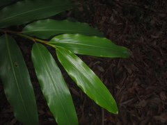 Alpinia arundelliana