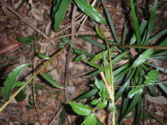 Alpinia arundelliana