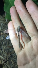 Ululodes quadripunctatus