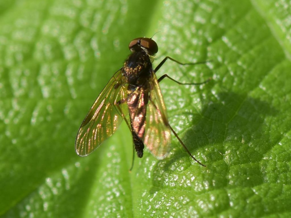 Black Snipefly