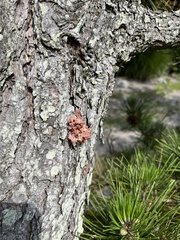 Dendroctonus frontalis