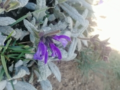 Salvia